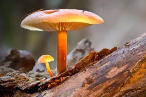 2 champignons sont sur la photo. Un grand protège le petit . Ca symbolise le rôle de protecteurs/trices que les professionnel.les de l'enfance ont pour les enfants. C'est pourquoi nous devons être vigilent.es aux douces violences.